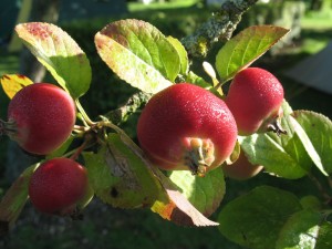 Swelheim Sieraden Appel